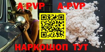 гашик Кингисепп